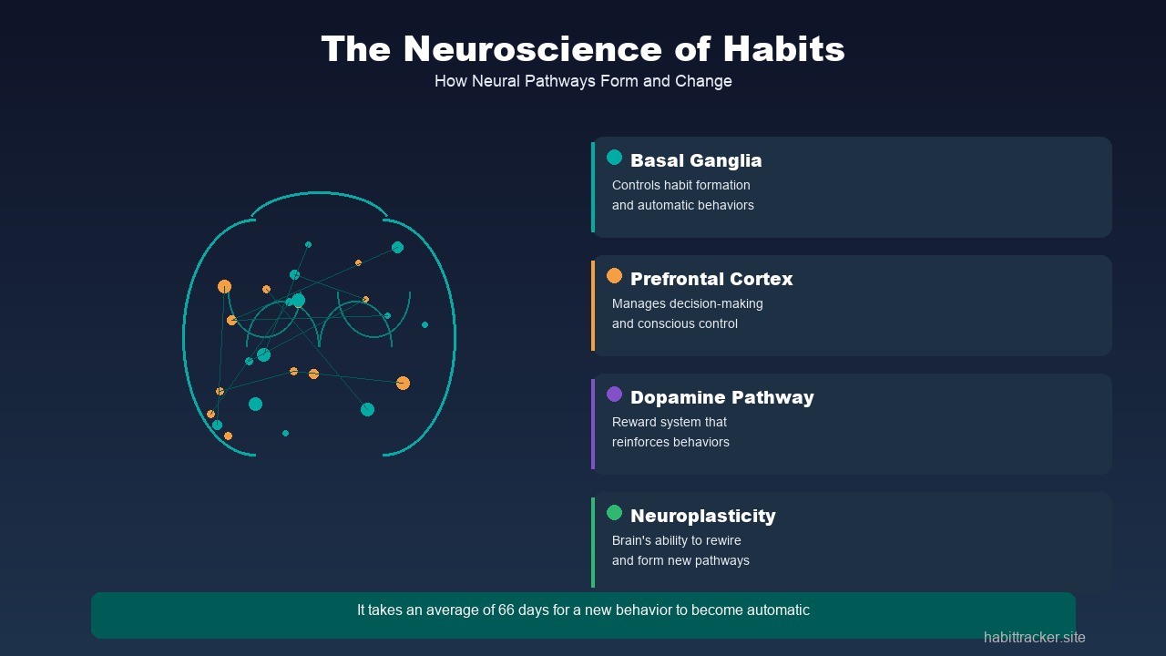 The neuroscience behind habit formation and breaking